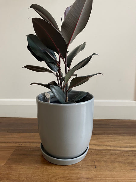 Ficus Elastica Burgundy