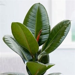 Ficus Elastica Robusta 'Rubber Plant'
