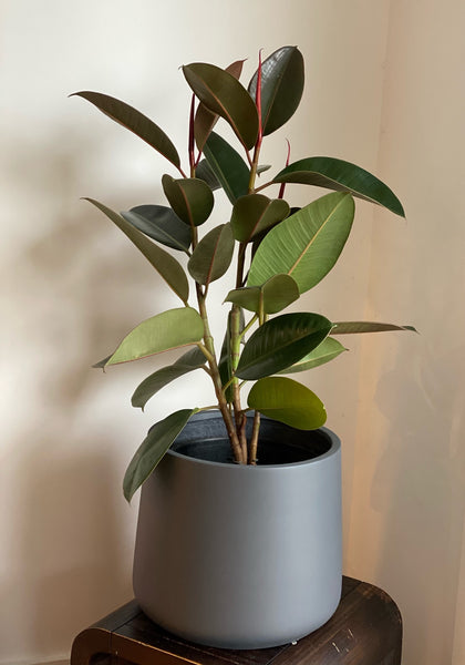 Ficus Elastica Robusta 'Rubber Plant'