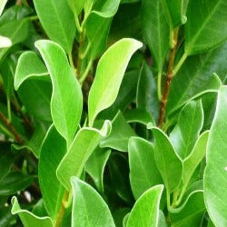 Ficus Hillii 'Flash'