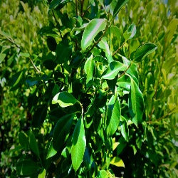 Ficus Hillii 'Hill's Weeping Fig'