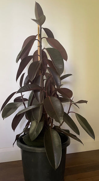 Ficus Elastica Burgundy