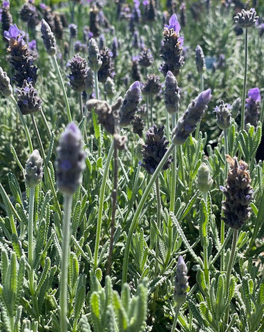 Lavender- 'Lavandula Dentata' (French)