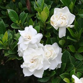 Gardenia Florida - Florists Gardenia