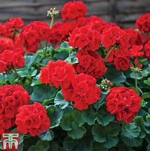 Geranium Calliope 'Big Red'