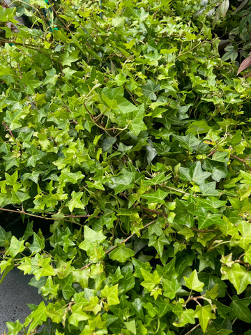 Hedera helix 'Pittsburgh'