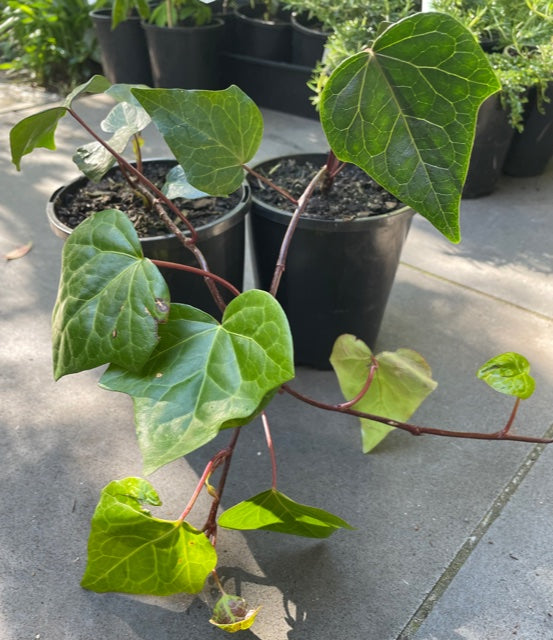 Hedera Canariensis 'Ivy'