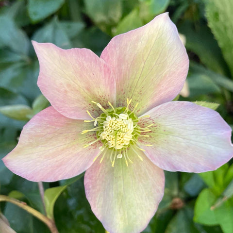 Helleborus Orientalis - assorted