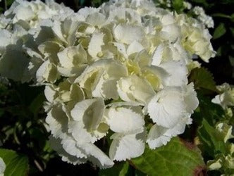 Hydrangea Macrophylla 'White Ball'