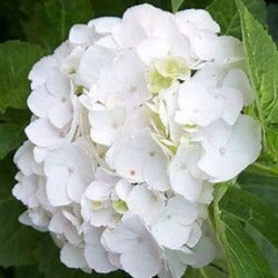 Hydrangea Macrophylla 'White Ball'