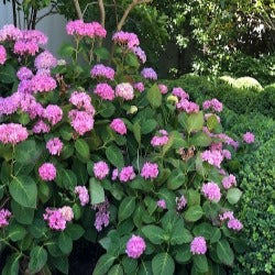 Hydrangea  Macrophylla 'Pink Ball'