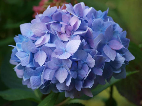 Hydrangea  Macrophylla 'Blue Ball'
