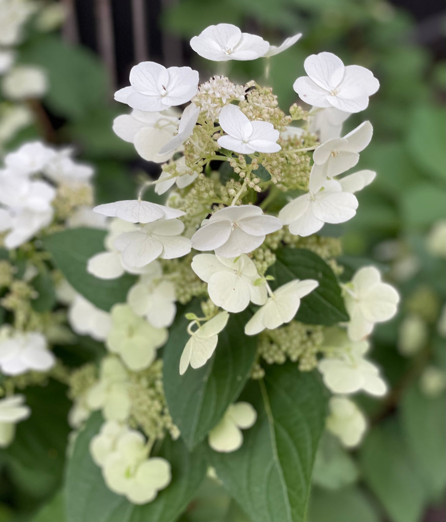 Hydrangea Paniculata 'Greenspire'