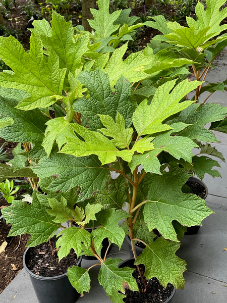 Hydrangea Quercifolia 'Snow Queen'