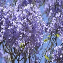 Jacaranda Mimosifolia