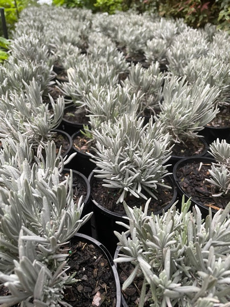 Lavender - Lavandula Angustifolia (English)