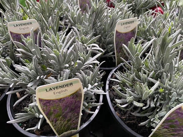 Lavender - Lavandula Angustifolia (English)
