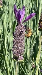 Lavender - Lavandula stoechas 'Avonview'