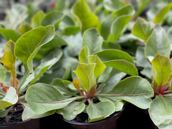 Limonium Perezii 'Statice'