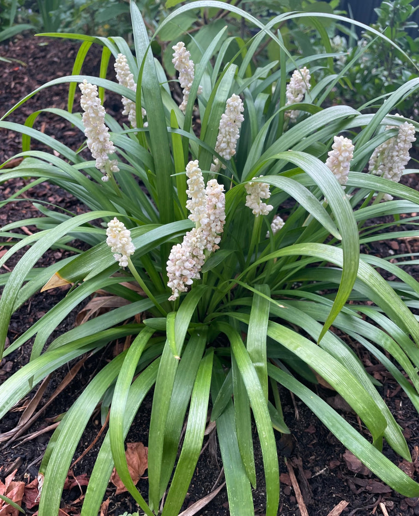 Liriope Muscari 'Munroe White'