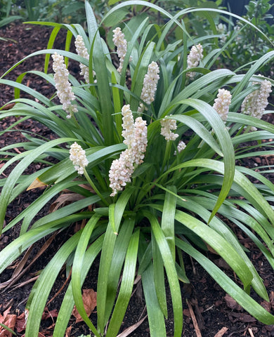 Liriope Muscari 'Munroe White'
