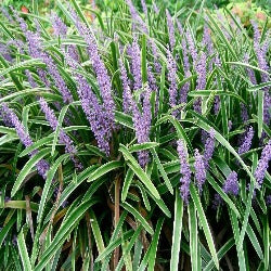 Liriope Muscari 'Royal Purple'
