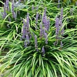Liriope 'Evergreen Giant'