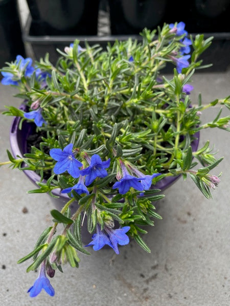 Lithodora Diffusum 'Grace Ward'