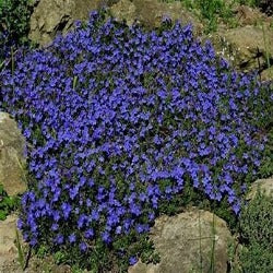 Lithodora Diffusum 'Grace Ward'
