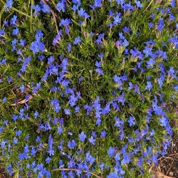Lithodora Diffusum 'Grace Ward'