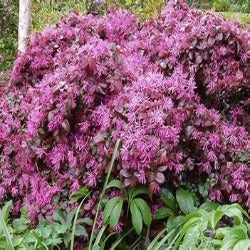 Loropetalum 'China Pink'