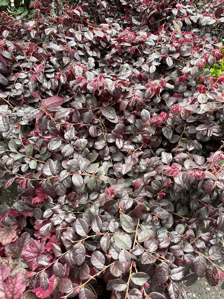 Loropetalum Chinensis 'Plum Gorgeous'