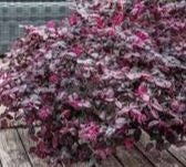 Loropetalum Chinensis 'Plum Gorgeous'