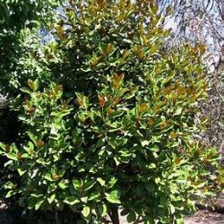 Magnolia Grandiflora 'Exmouth'