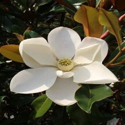 Magnolia Grandiflora 'Kay Parris'