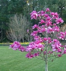 Magnolia 'Vulcan' - Deep Pink Magnolia