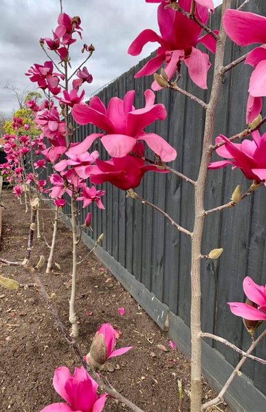 Magnolia 'Vulcan' - Deep Pink Magnolia