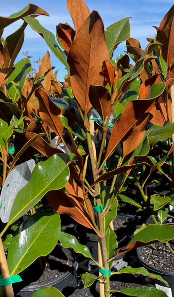 Magnolia Grandiflora 'Kay Parris'