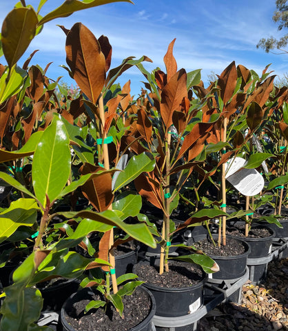 Magnolia Grandiflora 'Kay Parris'