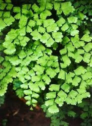 Adiantum Fragrans 'Maidenhair Fern'