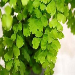 Adiantum Fragrans 'Maidenhair Fern'