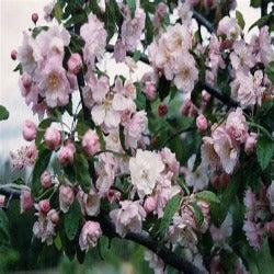Malus Ioensis 'Plena' - Crab Apple