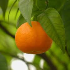 Citrus reticulata Mandarin 'Emperor'