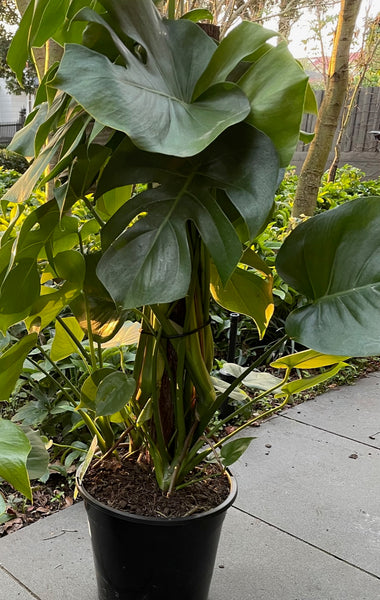 Monstera Deliciosa 'Fruit Salad Plant'