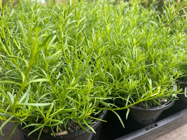 Myoporum Parvifolium 'Fine Leaf'