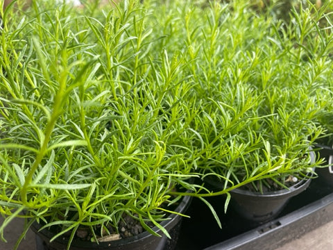 Myoporum Parvifolium 'Fine Leaf'