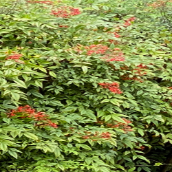 Nandina Domestica 'Sacred Bamboo'