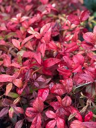 Nandina Domestica 'Nana' - Dwarf Sacred Bamboo