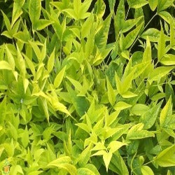 Nandina 'Lemon & Lime'