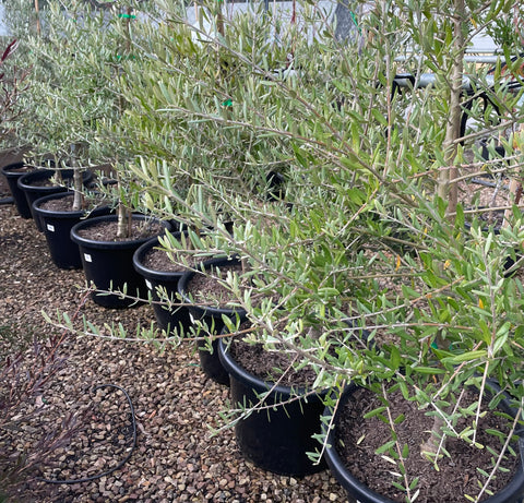 Olea Europaea 'Tolleys Upright'